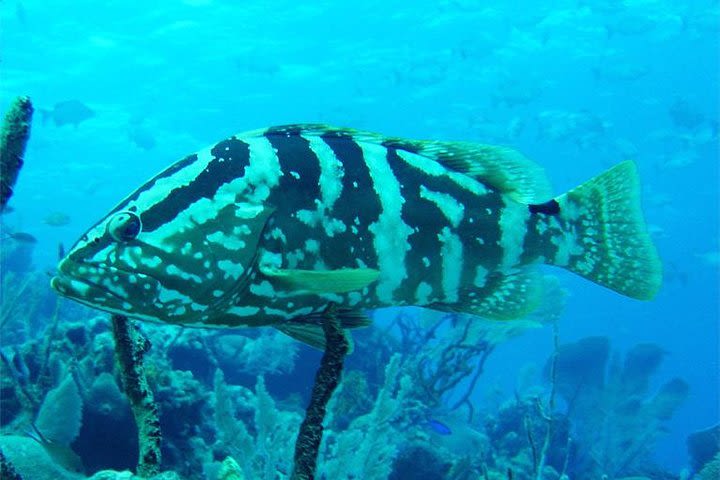 Shallow Reef Fishing Trip in St Lucia image