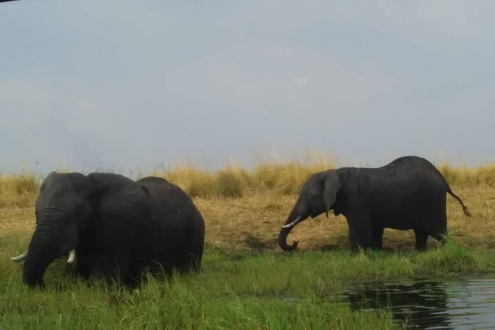 Chobe Boat Cruise image