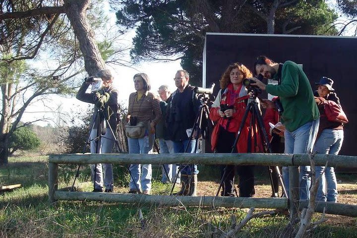 Bird Watching in Albufeira Lagoon image