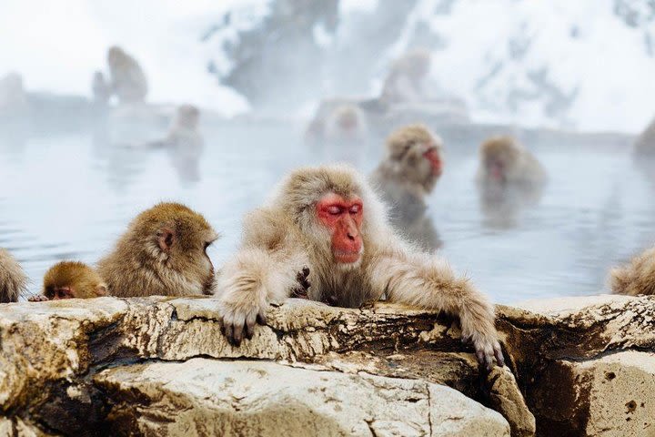 1-Day Winter Tour From Nozawa & Iiyama: Snow Monkeys, Zenko-ji Temple & Sake image