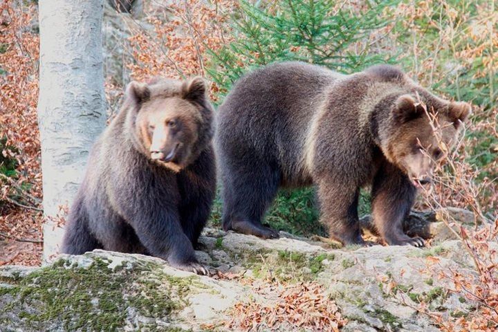 Bearwatching Hiking Day Tour in High Tatras from Poprad image