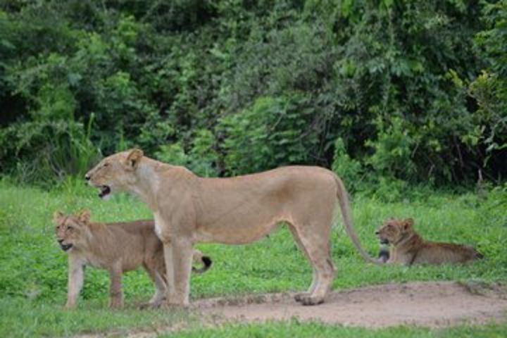 Day Trip Morogoro - Mikumi National Park image