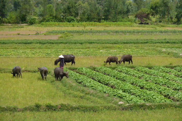 Half-Day Hoi An Countryside and Villages Tour by Bike image