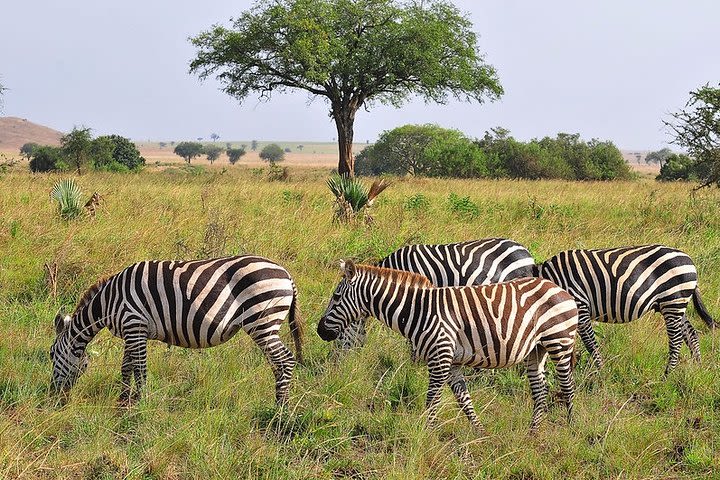  4 Days Kidepo Savannah Wildlife Safari image