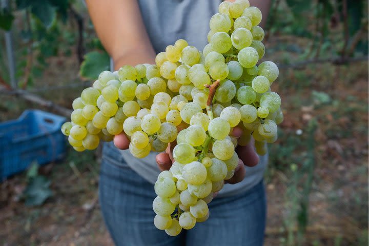 Wine tasting in Vieste image