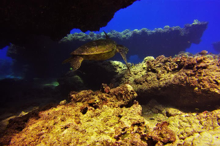 2 Tank Dive - Deep Dive and Shallow Reef Dive image