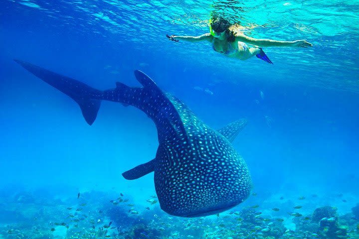 Private Vehicle to Oslob Cebu Whale Shark Experience image