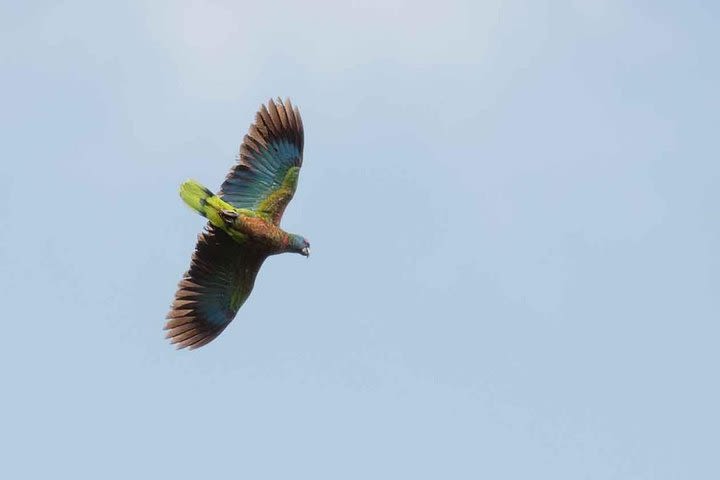 Bird Watching Tour in St Lucia image