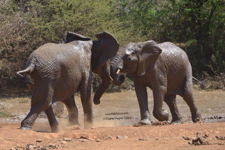 2 Days Pilanesberg Park Safari - Chalet accommodation image