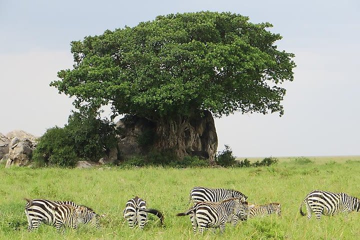 Arusha National Park Day Trip. image