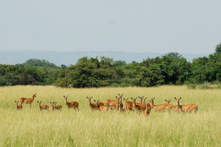 4 Days Murchison Falls Safaris image