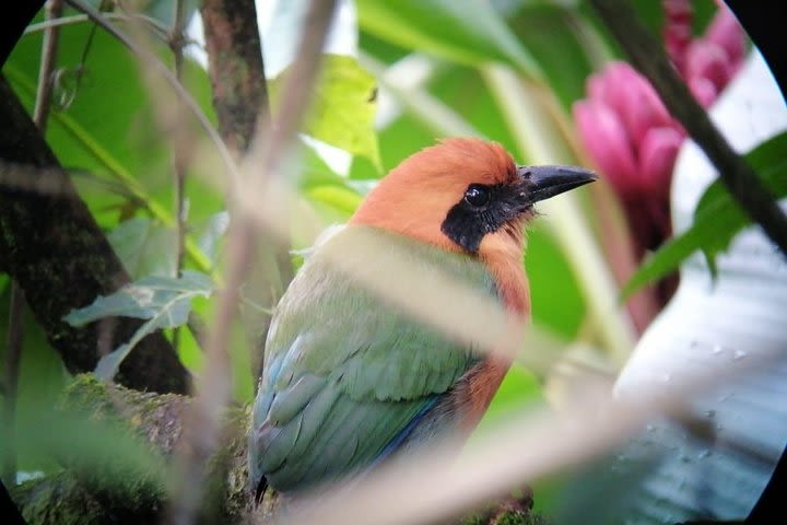 Birdwatching image