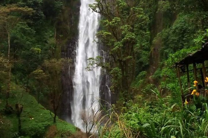 Waterfalls & Coffee Tour image