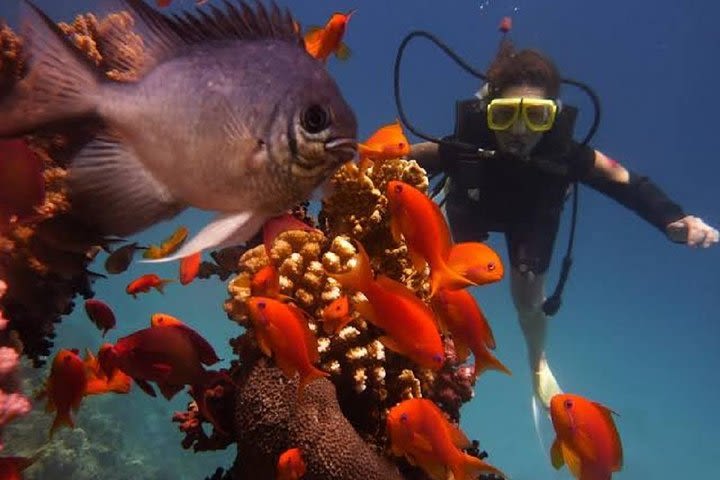 Day Scuba diving trip from Hurghada image