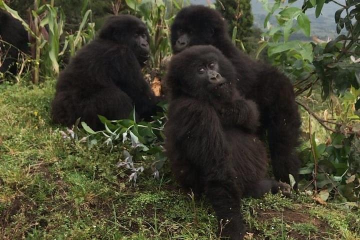 9 Days Rwanda Safari image