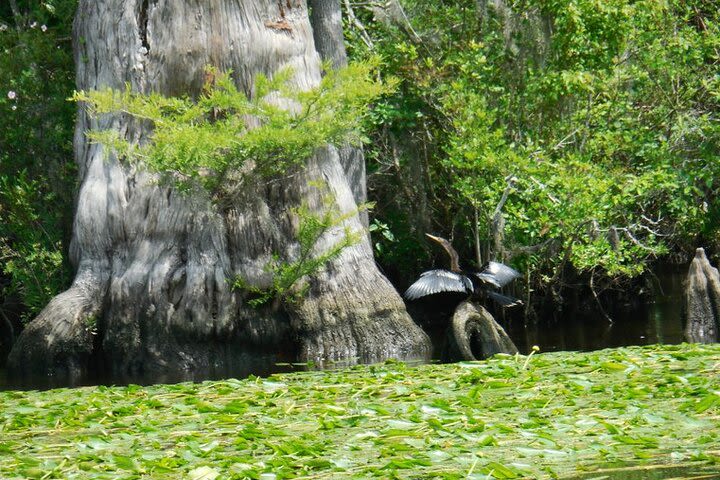 Waccamaw River Nature and Wildlife Tour image