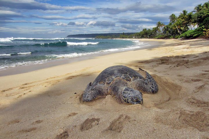 Custom Island Tour - for 1 to 3 people - up to 8 hours - Private tour of Oahu image