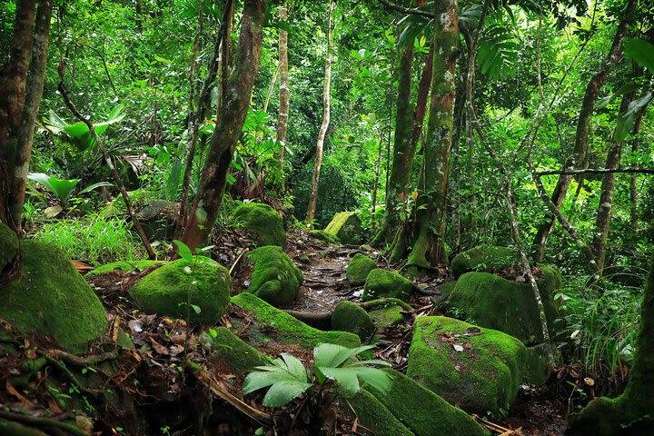 Nature trail - Morne Blanc (Mahe) image