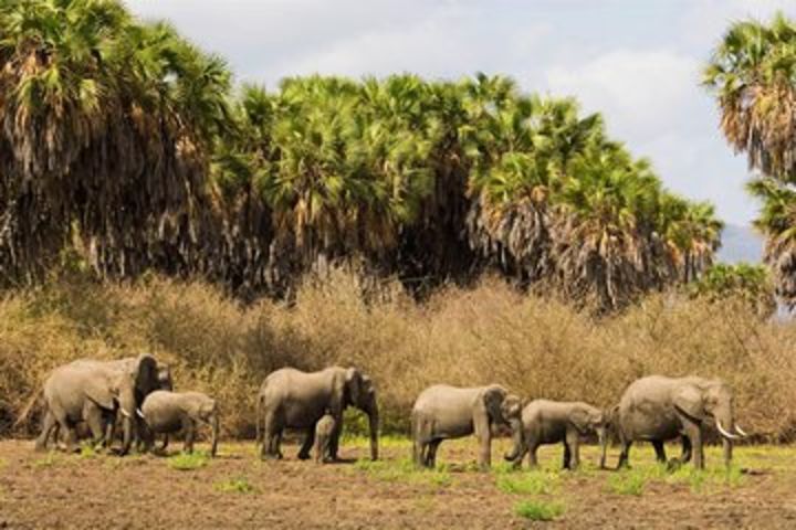 Discover the Wonders of Selous Game Reserve - 4 Days image