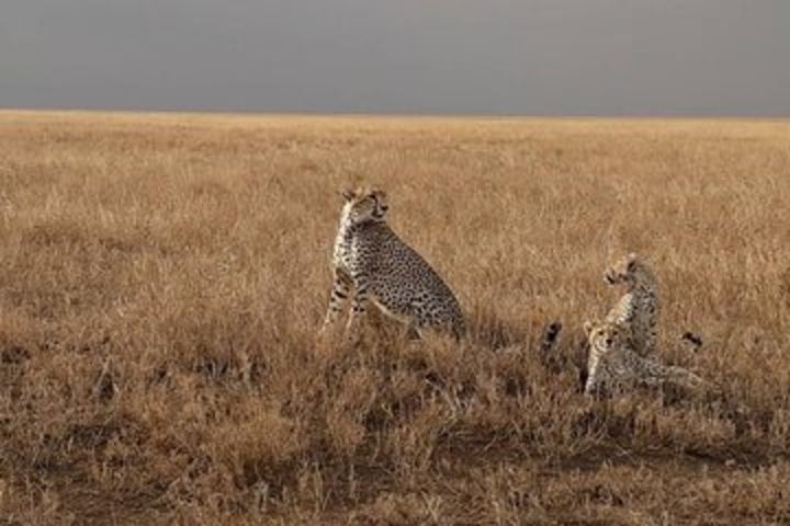 5 Days Tanzania Group Joining Safari, Tarangire/Serengeti/Ngorongoro Crater image