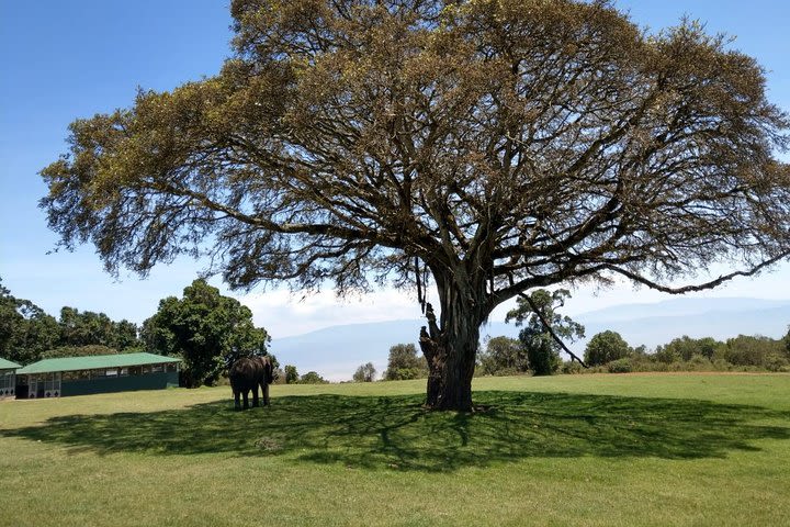 4 Days amazing Serengeti image