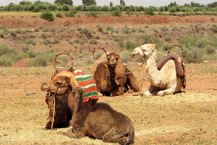 From Marrakech: Agafay Desert Camel Experience image