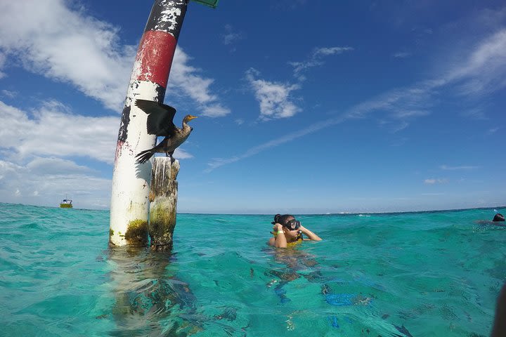 Snorkel and Parasail Cancun image