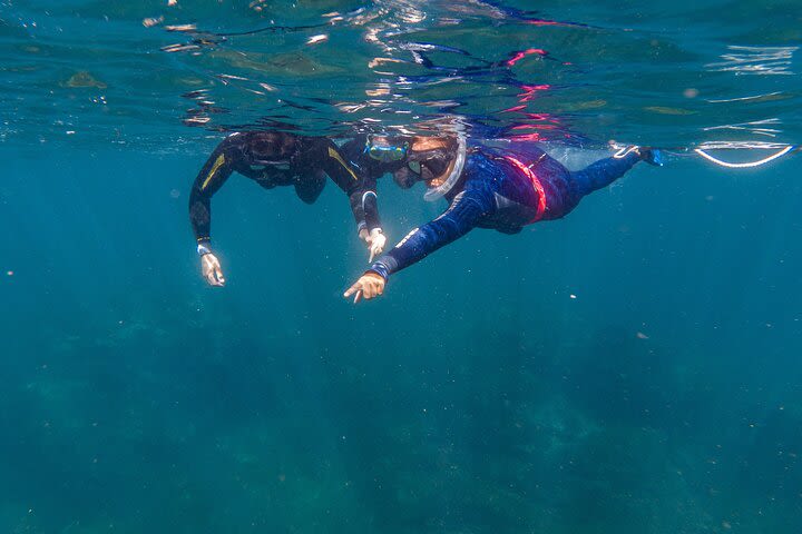 Private Guided Snorkeling in Cabo San Lucas image