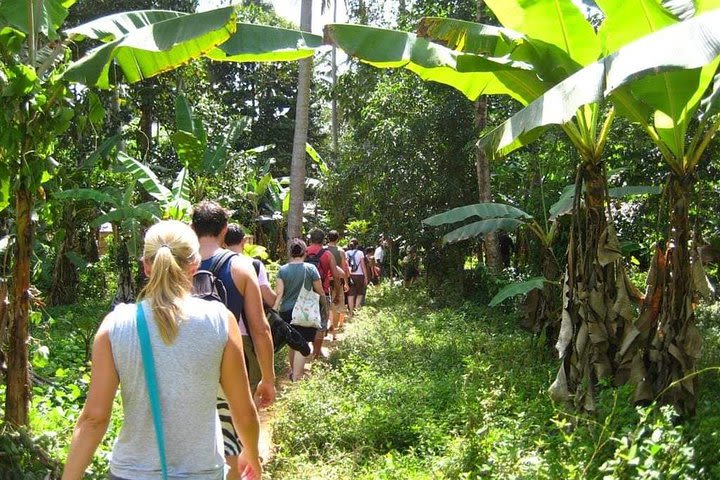 Zanzibar Aromatic Spice Farms Tour image