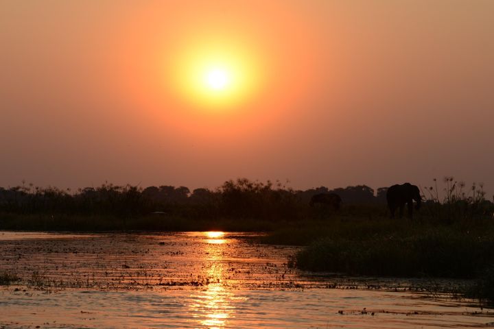 Chobe River Majestic Wildlife Cruise image