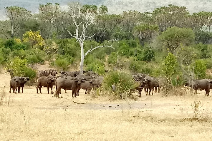 3 Days Safari to Nyerere National Park (Selous Game Reserve) image