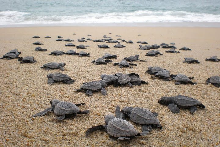 Multi-day all inclusive at Tortuguero with a tour at National Park from San Jose image