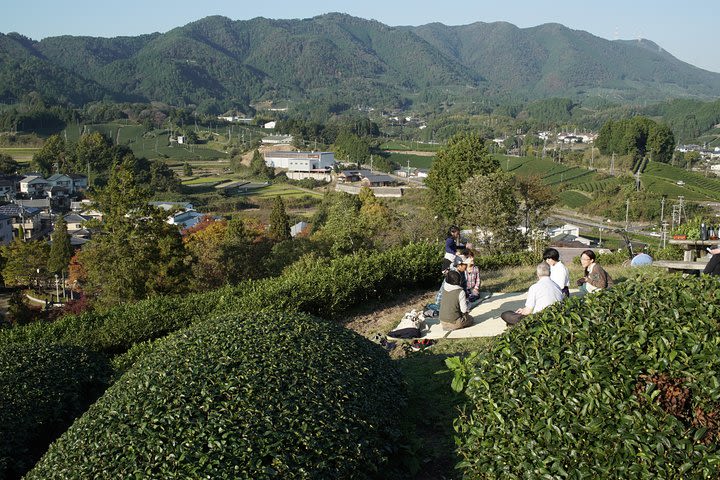 Specialty Tea Tour in Kyoto - farm to table experience behind the bowl (Private) image