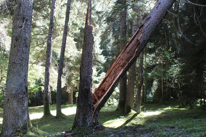 Private day hiking trip to Borjomi National Park with lunch and wine tasting.  image