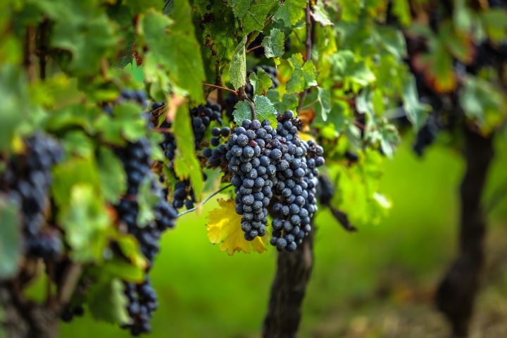 Medoc Wine Tour Full Day Trip From Bordeaux (private) image