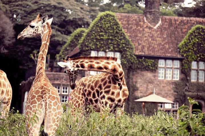 Full-Day Nairobi City Excursion image