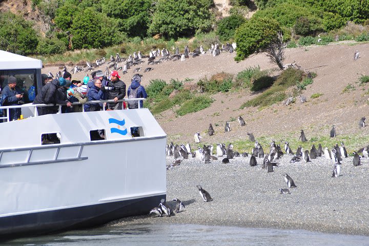 Canoero Catamarans: Isla de los Lobos, Les Eclaireurs Lighthouse and Pingüinera tour image