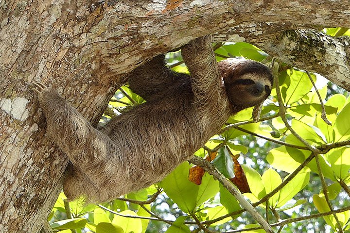 Transfer San Jose Airport (SJO) - Manuel Antonio (Quepos) image