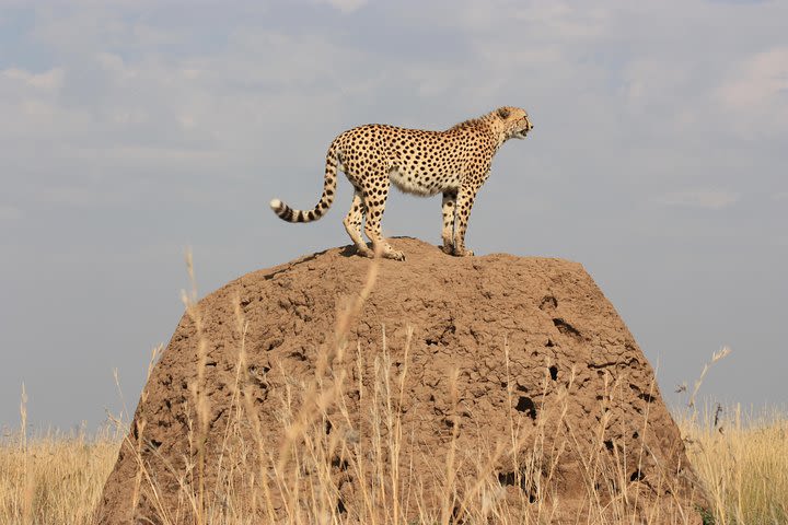 6 Days Amboseli, Lake Naivasha and Maasai Mara Special offer  image