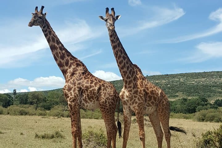 Lake Nakuru National Park,Lake Naivasha & Crescent Island Day Tour. image