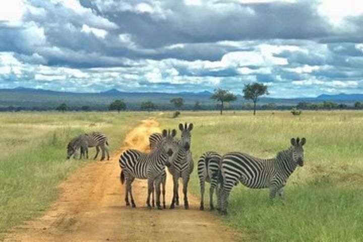 3 Days Safari at Mikumi National Park Southern circuit of Tanzania image