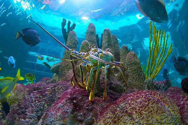 Full-Day Tour of Florida Keys Including Aquarium Encounters from Key West image