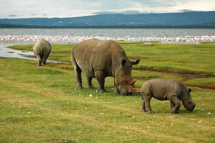 Day trip to lake Nakuru national park image