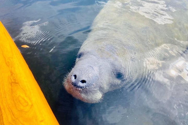 Sarasota Dolphin & Manatee Adventure image