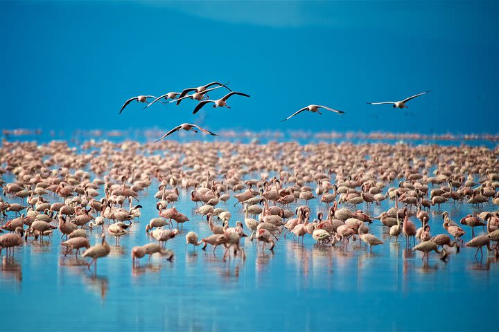 24 Hours in Lake Manyara National Park - Paradise Tour image