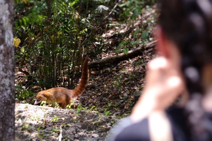 Calakmul Ancient Maya city from CAMPECHE image