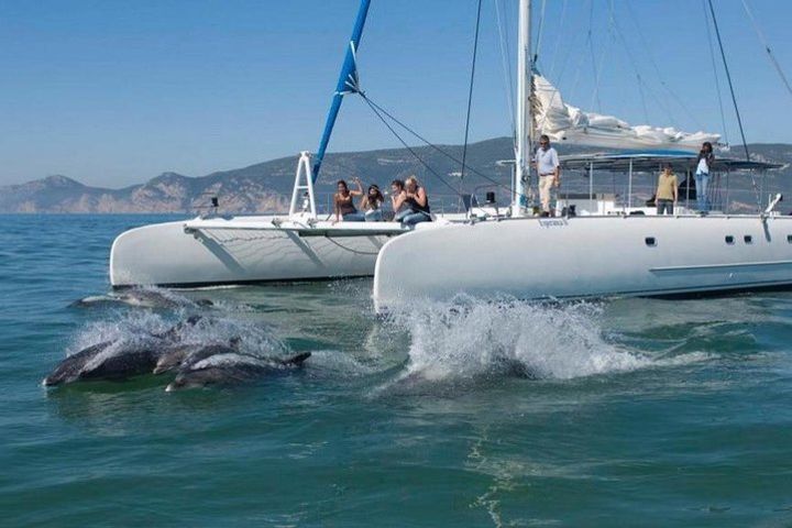 Dolphin Watching: Excursion from Lisbon image