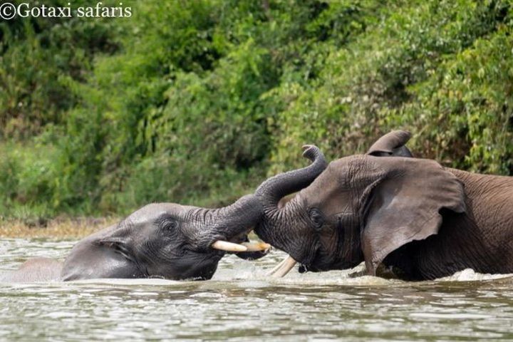 Go Safaris (3days trip to Queen Elizabeth National park) image