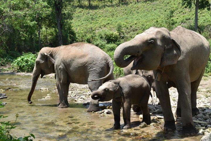 Private Trekking And Elephant Care  image