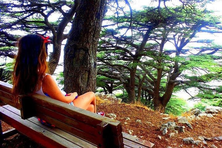 Deir Al-Qamar, Beiteddine Palace and Shouf Cedars Tour image